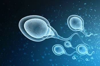 An illustration of a group of sperm cells.