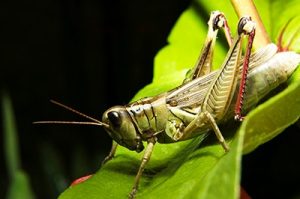 A locust sitting atop a leaf against a dark background.