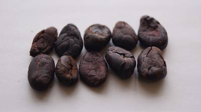 A group of dried, dark brown cacao beans.