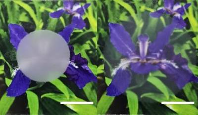 On the left, an image of a purple flower is blocked in the middle by an opaque circle. On the right, in the same image, the whole purple flower can be seen, although the flower is a little blurry in the middle.