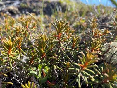 Sprigs of the dwarf Labrador tea shrub, containing skinny, fuzzy, rounded leaves.
