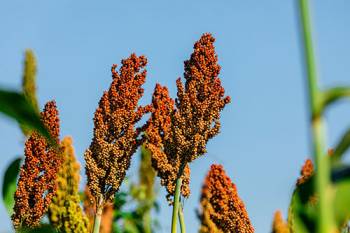 The tops of a sorghum plant, covered in small, spherical seeds.