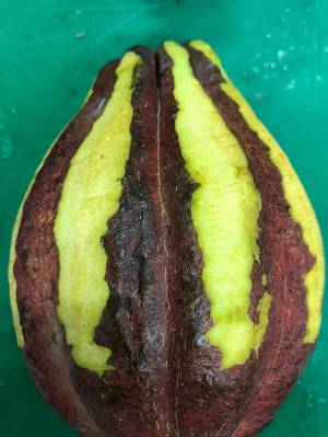 A brown cocoa pod with strips scraped away revealing a green husk underneath
