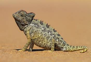 A chameleon, with a dark brown head and a light grey body, sitting in the desert sand.