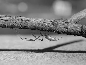 A spider with long front legs hanging from the bottom of a twig.