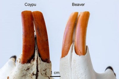 Two sets of lower incisors from rodents, with the coypu teeth on the left having a darker orange-brown color than the beaver teeth on the right. All teeth are as wide as a 1-centimeter scale bar.