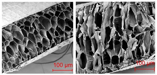 Cross sections of two animal hairs larger than 100 micrometer scale bars, showing the honeycomb structures inside the hairs