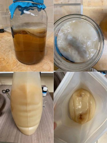 Four images of kombucha brewing vessels. The top two show kombucha brewing in a glass jar with its signature pellicle cap floating on the surface. The bottom two images show kombucha brewing in a silicone bag with the pellicle forming all the way around the inside of the vessel. 