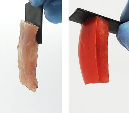 A piece of chicken thigh muscle and a chunk of tomato, each separately stuck to a small strip of graphite.