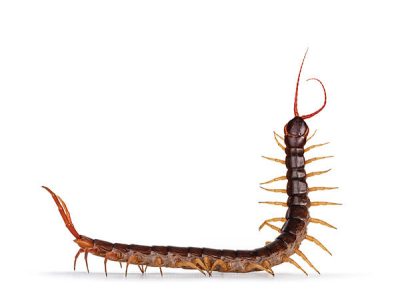 Side view of reddish-brown, many-legged centipede, with its front half raised up in the air