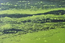 Duckweed covering a pond