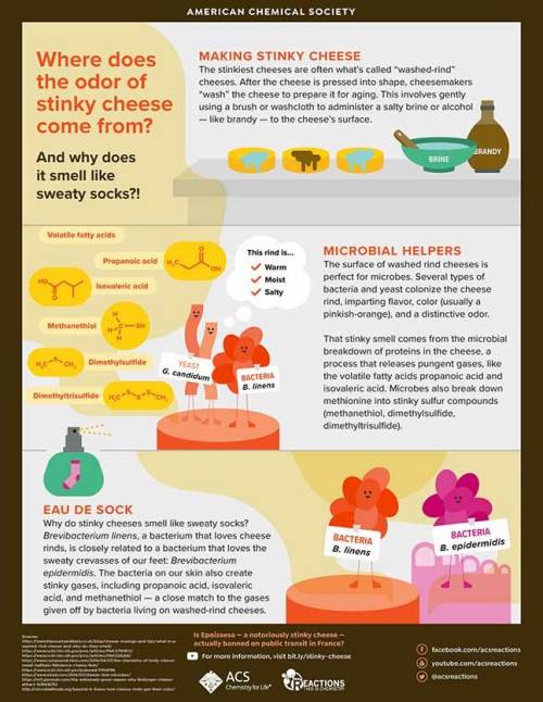Where does the odor of stinky cheese come from?