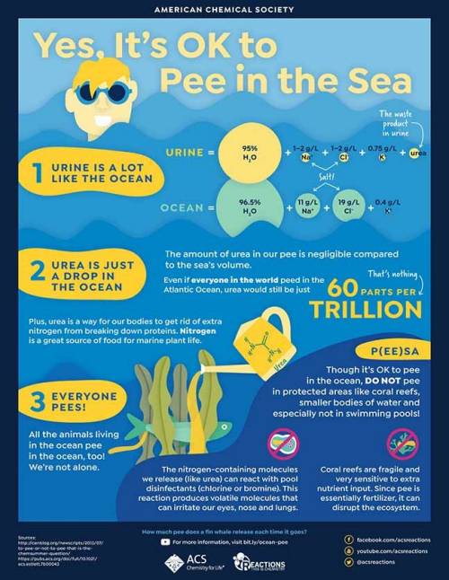 Yes, It's Ok to Pee in the Sea