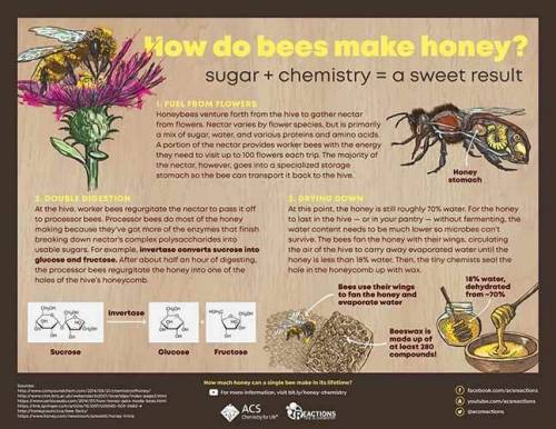 How do bees make honey?