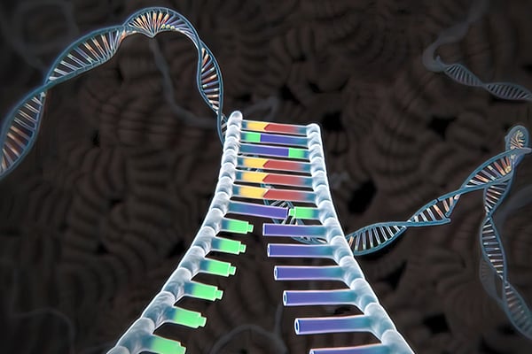 Factores de Transcripción y la Decodificación del Genoma