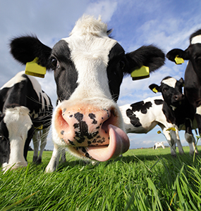 Cow Power: A Climate Change Solution from Manure image