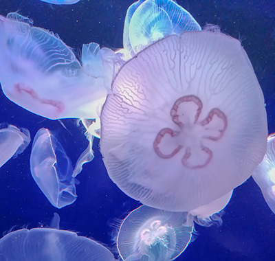 How to Raise a Jellyfish image