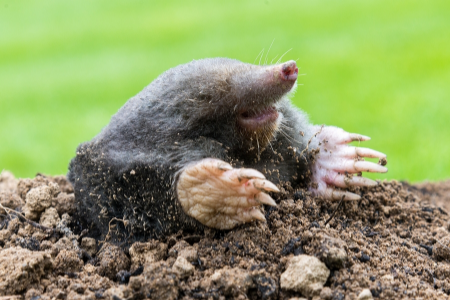 Mole Day image