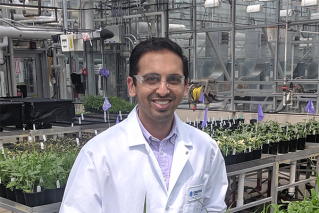 Organic Chemist Searches for Ways to Keep Crops Healthy, Productive, and Green image