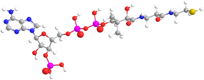 3D Image of Coenzyme A