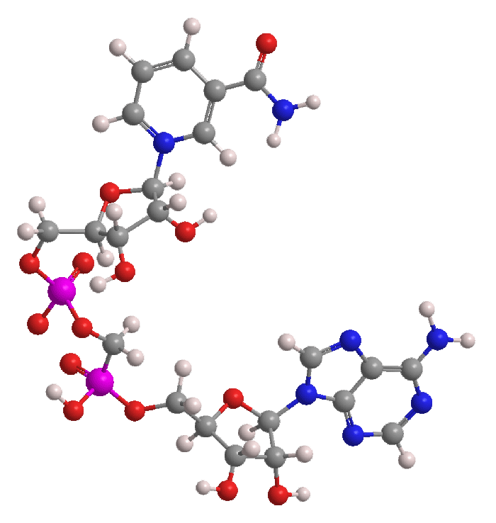 3D Image of Nicotinamide adenine dinucleotide