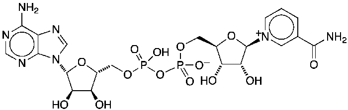 Image of Nicotinamide adenine dinucleotide