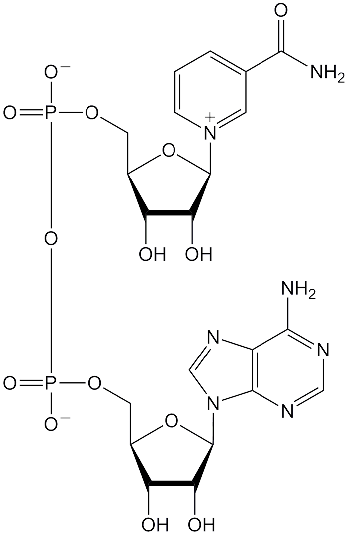 Image of Nicotinamide adenine dinucleotide