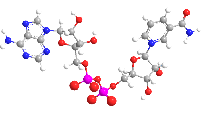 3D Image of Nicotinamide adenine dinucleotide