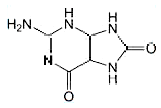 Image of 8-Oxoguanine