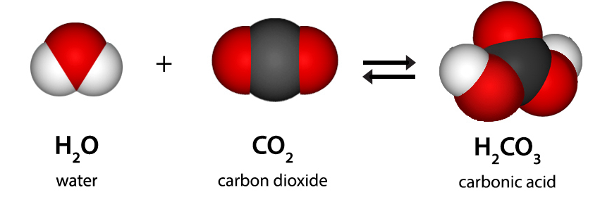 What is the role of carbon dioxide in the water?