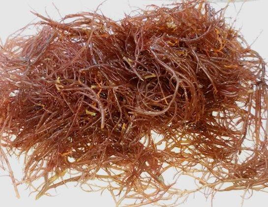 Seaweed could potentially help fight food allergies image