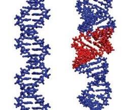 DNA scrunching could be new target for antiviral drugs image