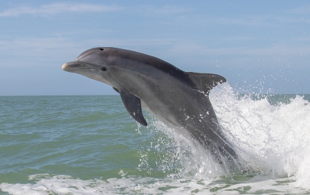 Former pesticide ingredient found in dolphins, birds and fish image