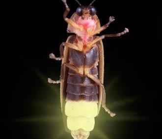 How an enzyme in fireflies, click beetles and glow worms yields different colors image