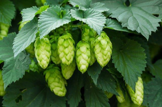 Hops could help reduce breast cancer risk image
