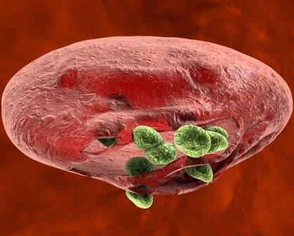 ‘Open science’ paves new pathway to develop malaria drugs image
