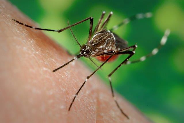 Probing a mosquito protein for clues in the fight against Zika  image