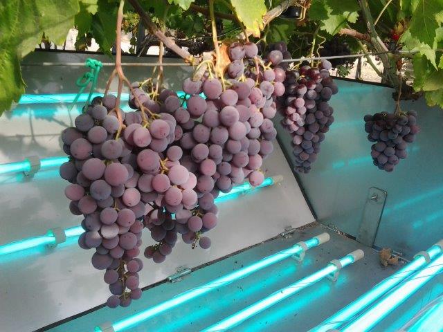 Protecting grapes from pests by boosting their natural immunity image