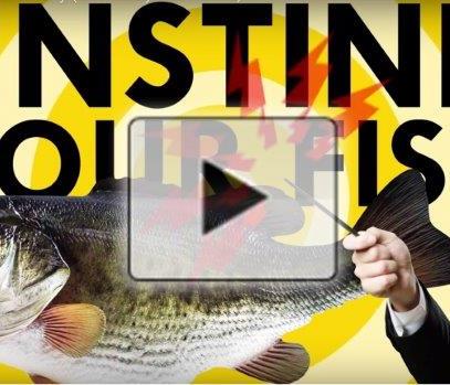 How to make fish less fishy (video) image