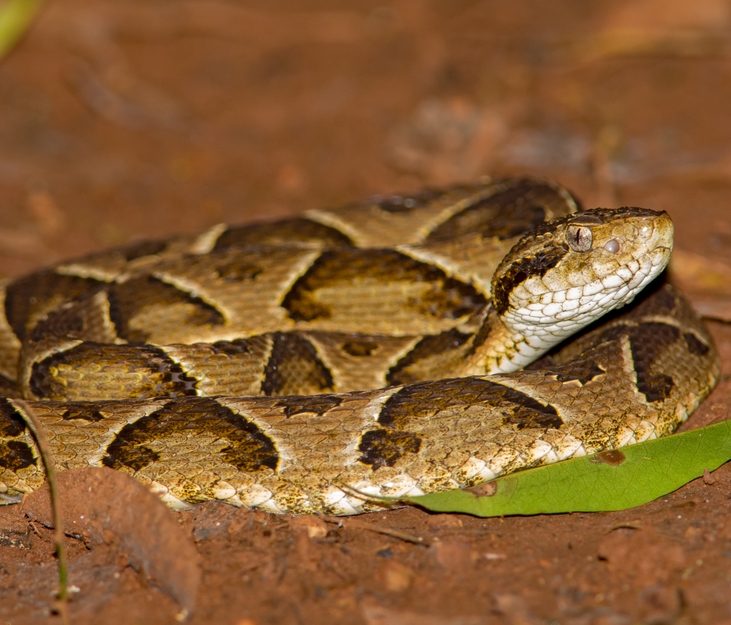 Snake venom composition could be related to hormones and diet image
