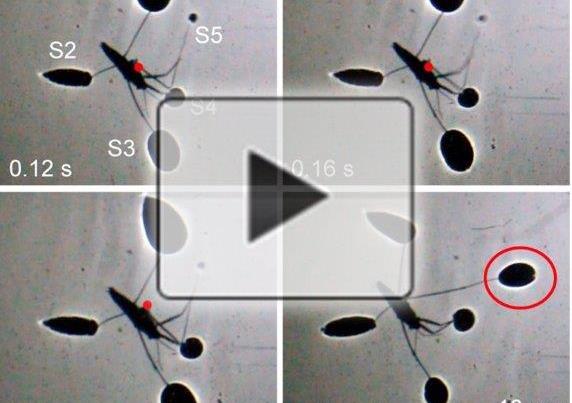 Shadows reveal how insects walk on water (video) image