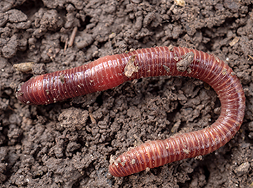 Earthworms like to eat some plastics, but side effects of their digestion are unclear *Instant Replay* image