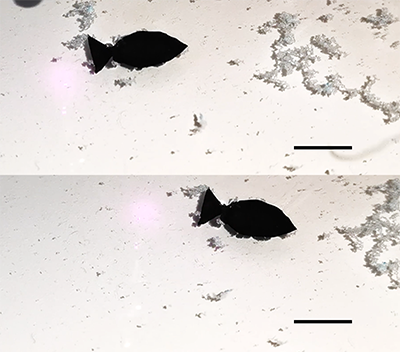 Tiny fish-shaped robot ‘swims’ around picking up microplastics image
