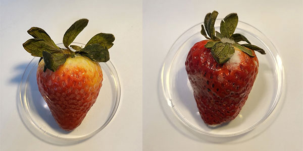 An edible CBD coating could extend the shelf life of strawberries  image