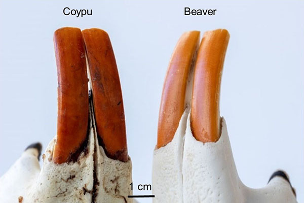Study finds iron-rich enamel protects, but doesn’t color, rodents’ orange-brown incisors image