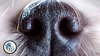 Why Do Dogs Smell Each Other's Butts? image