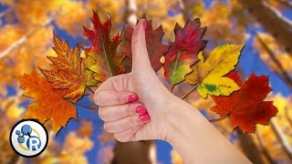 Why Do Leaves Change Color?  image