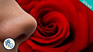 Why Do Roses Smell So Sweet? image