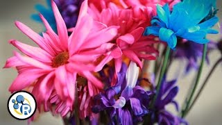 How to Keep Cut Flowers Fresh Longer image