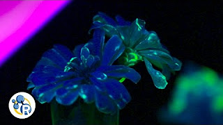 How To Grow Fluorescent Flowers (Chemistry Life Hacks) image